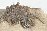 Spiny Leonaspis Trilobite - Foum Zguid, Morocco #203023-3